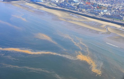 Orange Algae