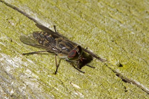 Horsefly