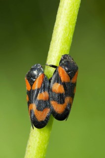 Black-and-red Froghopper