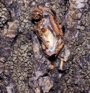 Carpocapsa pomonella