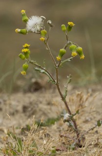 Groundsel