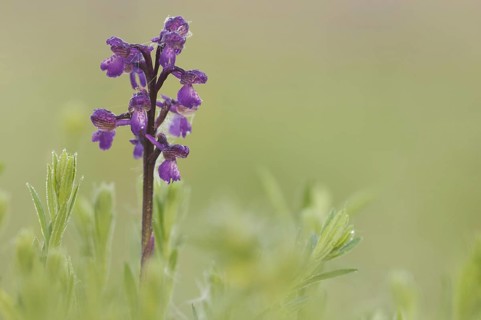 Green-winged Orchid