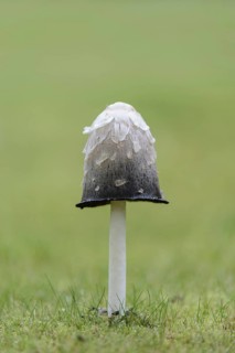 Shaggy Ink Cap