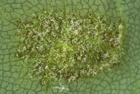 Colony of gall mites