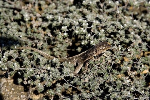 Tropidurus albemarlensis