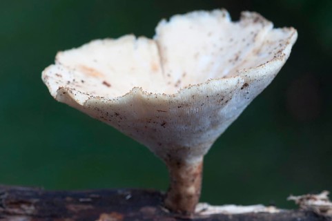 Sclerotia porling