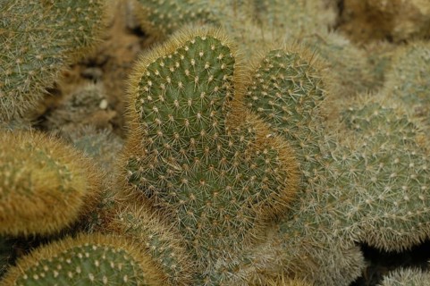 Cleistocactus samaipatanus cristatus