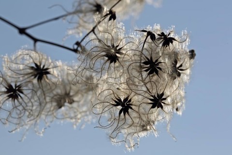 Common Vine