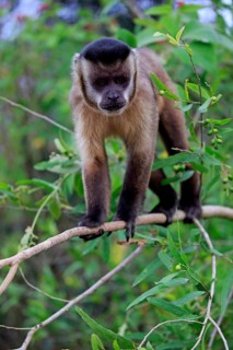 Tufted capuchin
