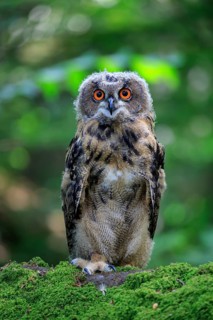 Eagle Owl