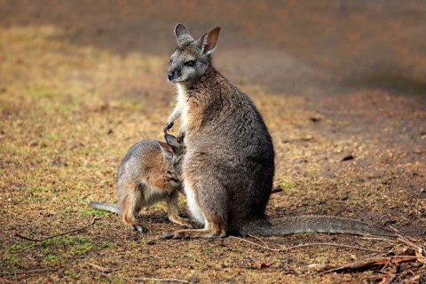 Tammar Wallaby