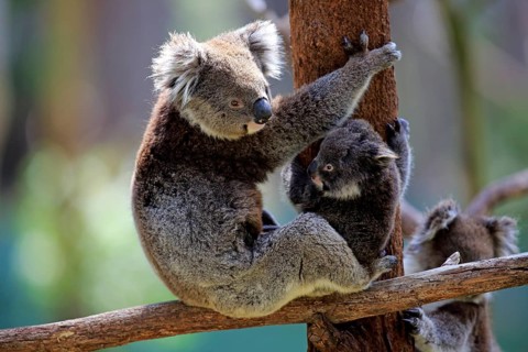 Koala