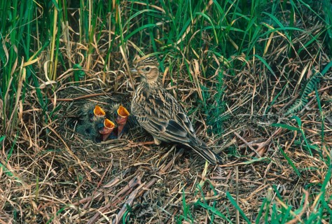 Eurasian skylark