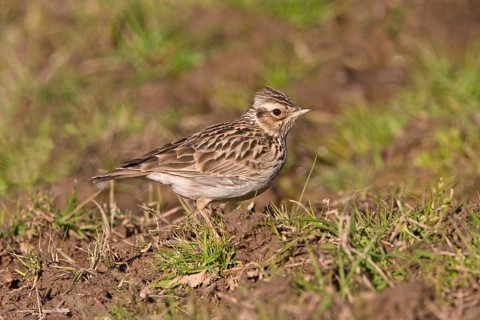 Woodlark