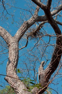 Giant Potoo