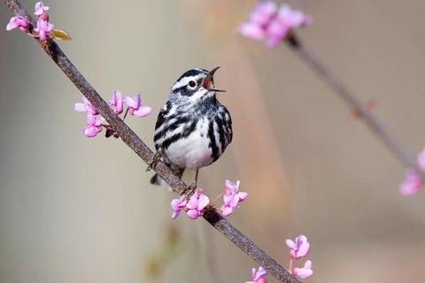 Black-and-white Warbler