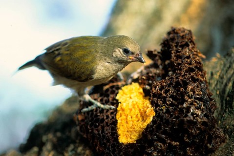 Taveta Honeyguide