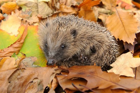 European Hedgehog