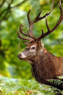 Red Deer