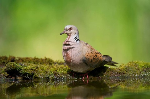 Eurasian Turtle-dove