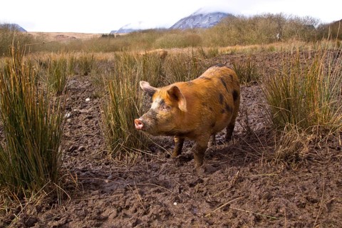 Free-range Tamworth cross pigs