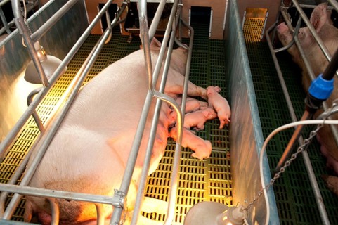 Pig farming
