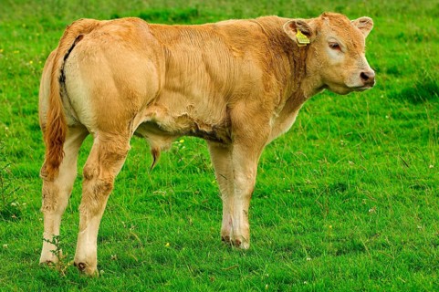 Domestic cattle