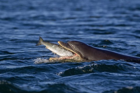 Bottlenose dolphin
