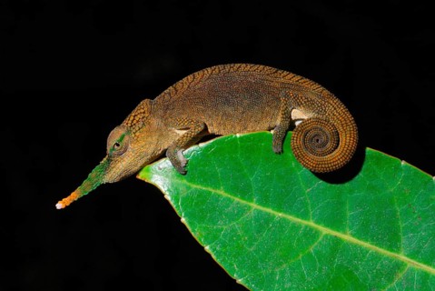 Long-nosed Chameleon
