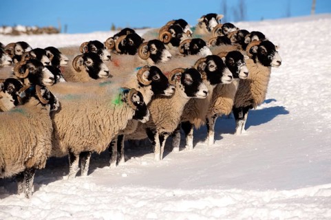 Domestic Sheep