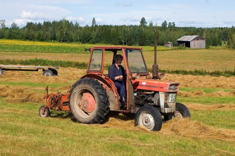 Massey Ferguson tractor with row hay rake stringing harvested hay in rows