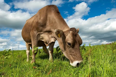 Domestic cattle