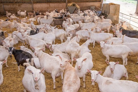 Domestic goat