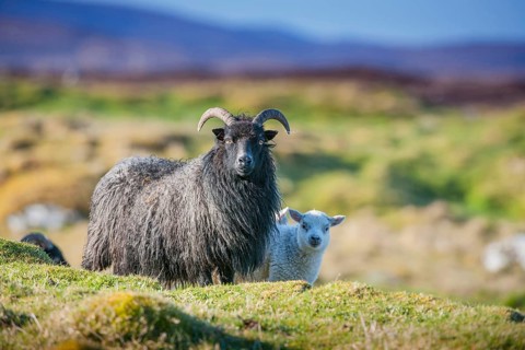 Domestic Sheep