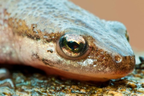 Newt