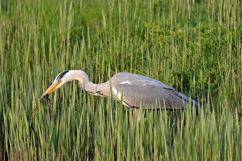 Grey Heron