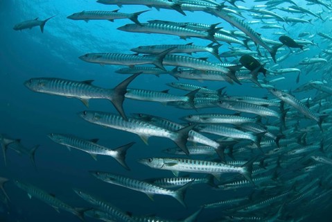 Darkfin Barracuda