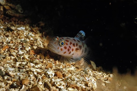 Leopard-spotted Goby