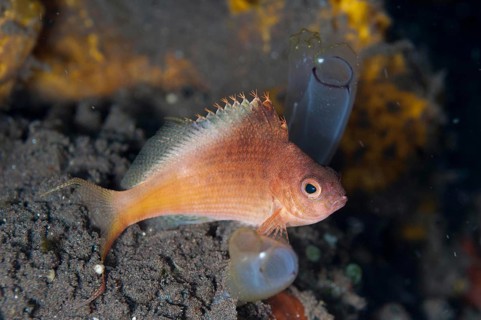 Fork-tailed hawkfish