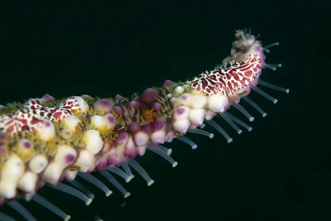 Warty sea star