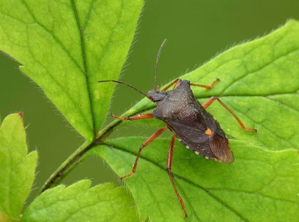 Red-legged tree bug