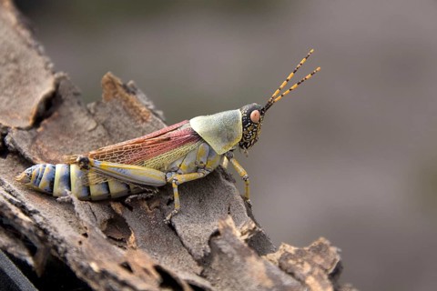 Gaudy grasshoppers