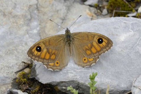 Large Wall Brown