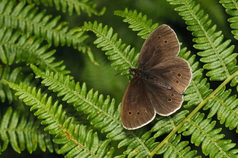Ringlet