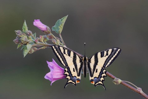 Swallowtail butterfly