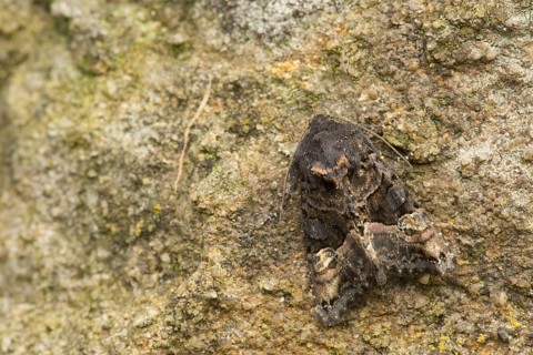 Yellow Spotted Woodland Owl