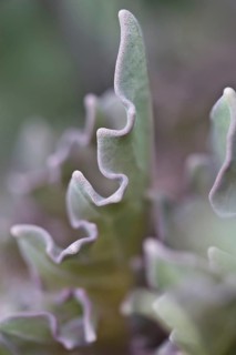 Sea kale