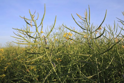 Oilseed Rape