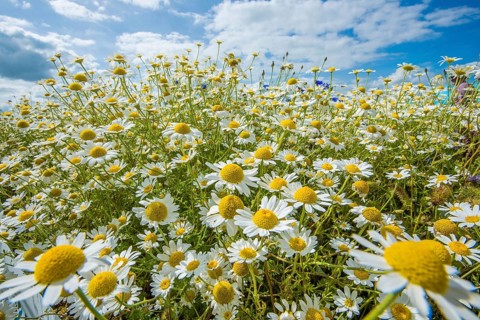 Ox-eye Daisy