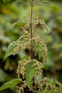 Stinging Nettle